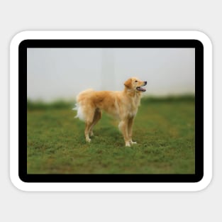 Beautiful Golden Retriever Sticker